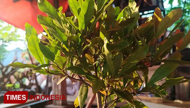 A Little Bit Closer to Miracle Fruit