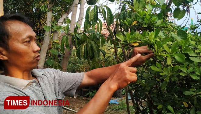 Mengenal Miracle Fruit, Si Buah Ajaib Kaya Manfaat